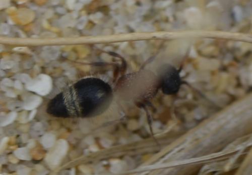Réf. 219 488 : Smicromyrme sp.